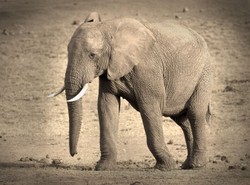 Polski myśliwy żąda wielkich pieniędzy. Bo nie ustrzelił słonia