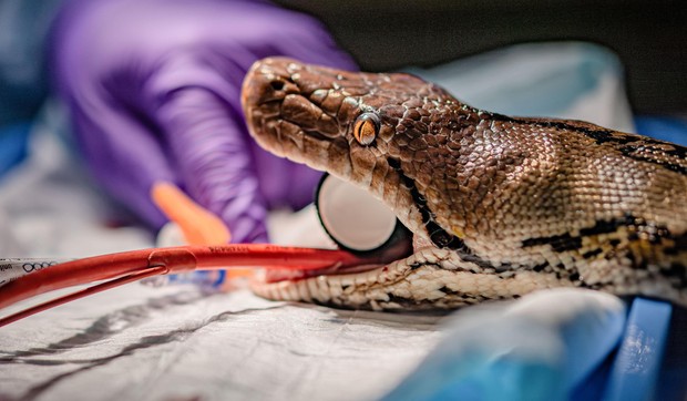 Zmija tokom operacije | Foto: Chester Zoo