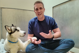 Vodeći stručnjak za pse sa 20 godina prakse tvrdi da NIKADA NE BI KUPIO OVE 3 RASE PASA: "Ni pod kojim okolnostima ne bih to uradio"