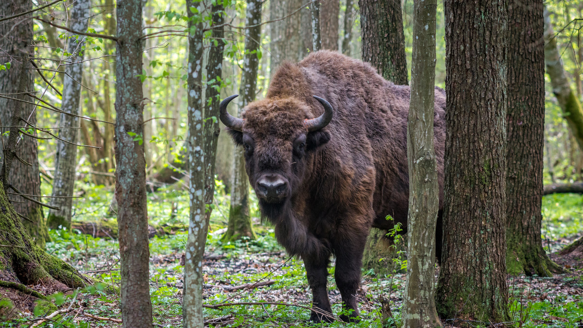 Żubry do Białowieży najprawdopodobniej zwabiają... wyrzucane jabłka