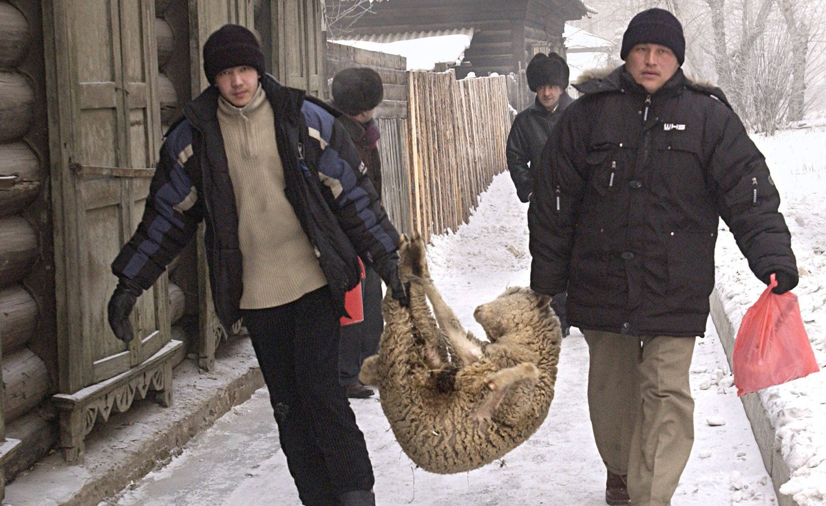 Przygotowania do Kurban Bajram