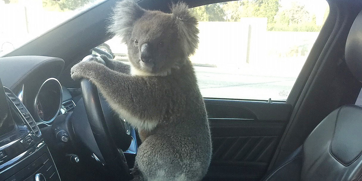 Australia. Koala spowodował karambol i chwycił za kierownicę!