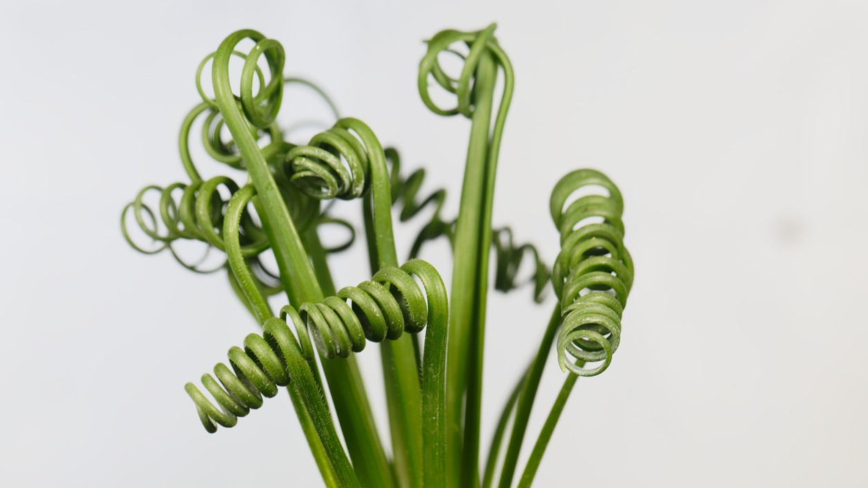 Albuca spiralis, známa aj ako „Frizzle Sizzle“, očarí každého svojimi špirálovitými listami pripomínajúcimi zelené pružinky. 