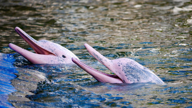 Różowe delfiny wśród ofiar suszy w Amazonii