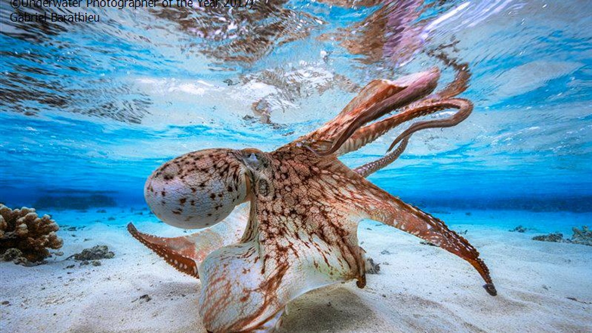 2017 Underwater Photographer of the Year