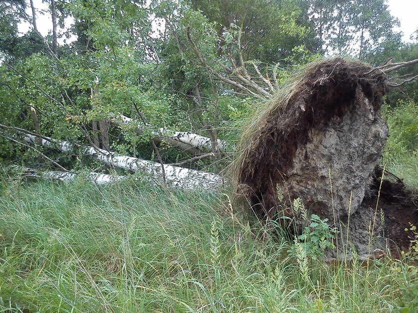 Drzewo wyrwane z korzeniami w Mysłowicach