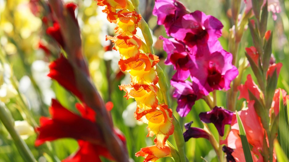 Gladiole to bardzo efektowne rośliny - pixelunikat/stock.adobe.com