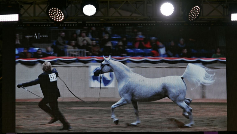 Na ekranie klacz Perfinka sprzedana za 1 mln 250 tys. euro na 51. aukcji koni arabskich Pride of Poland w Janowie Podlaskim