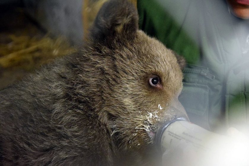 Niedźwiedzica z Bieszczad przepija ZOO! Potrzebne wsparcie