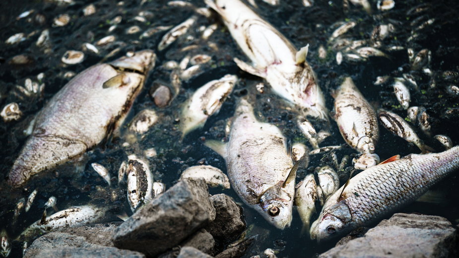 Martwe ryby w Küstrin-Kietz nad Odrą