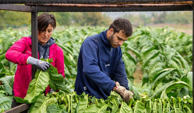 Rađa kao ludo, a cena tri puta veća nego prošle godine