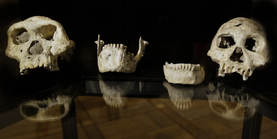 Osim lobanje, pronađeni su ostaci drugih ranih ljudskih predaka, kao i određeni broj životinjskih fosila