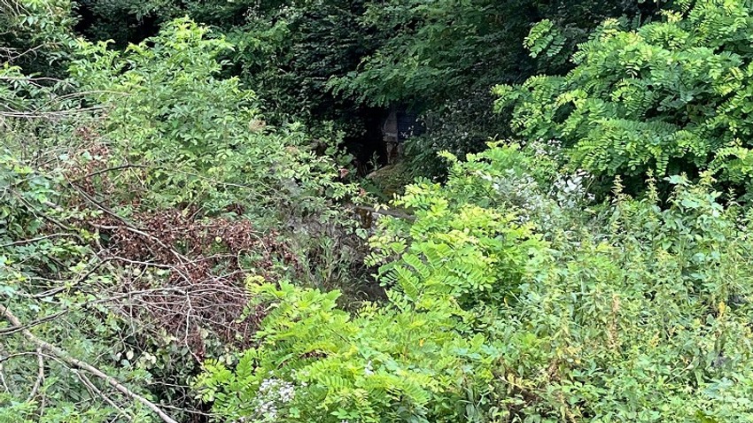 Neko je posekao stoletna stabla i uništio pravi mali raj u naselju Loznica u Čačku