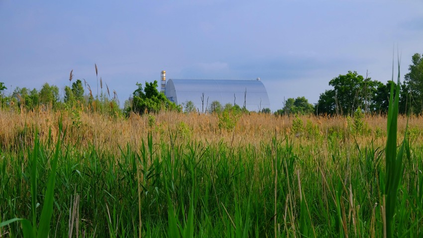 Mnoge biljke i životinje žive u blizini černobiljskog nuklearnog reaktora | Foto: Germán Orizaola/Universidad de Oviedo
