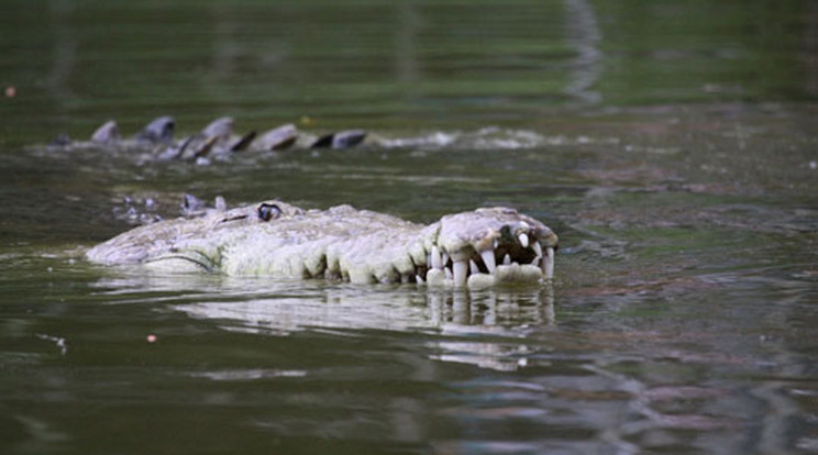 Egy ilyen krokodil falta fel a férfit(Fotó: Northfoto)