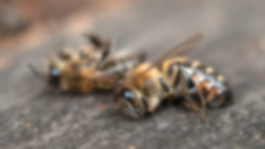 Nowy raport zwraca uwagę na "apokalipsę owadów". Jeśli nic się nie zmieni życie na Ziemi będzie zagrożone