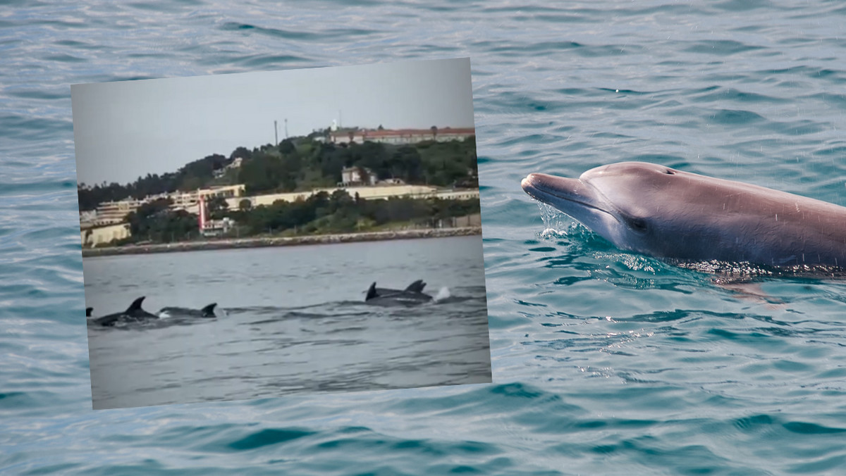 Portugalia. Rzadkie zjawisko w stolicy – przypłynęło ponad 50 delfinów