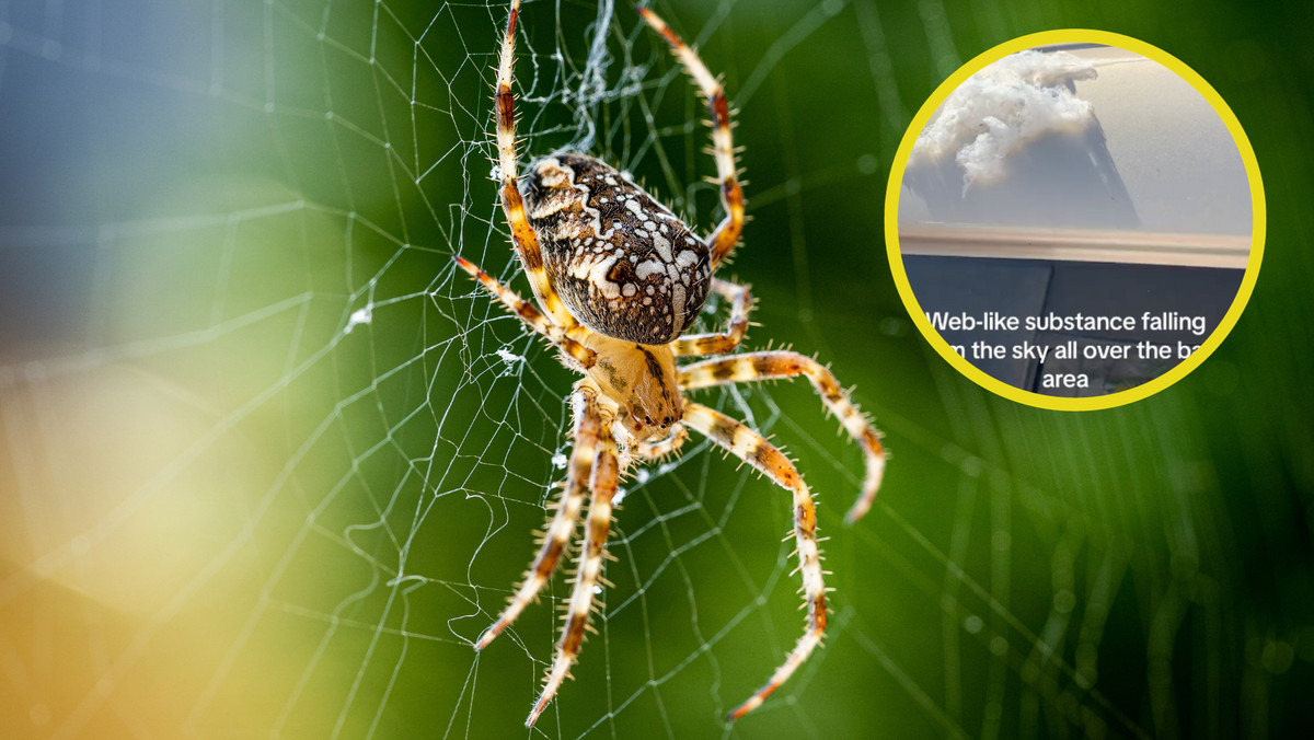 W Kalifornii z nieba spadają pająki. Mieszkańcy proszą naukowców o pomoc