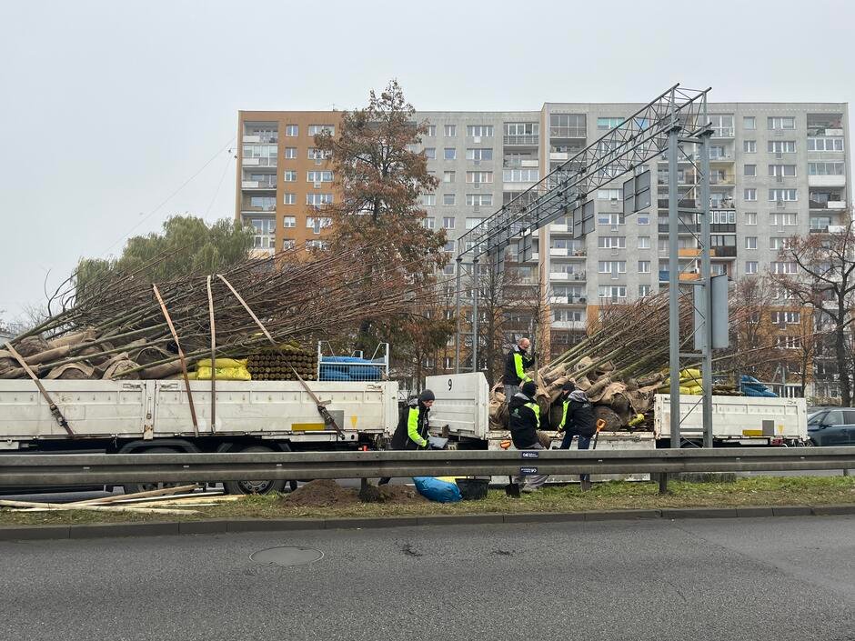 635 nowych drzew w Gdańsku. Gdzie pojawią się nowe nasadzenia?