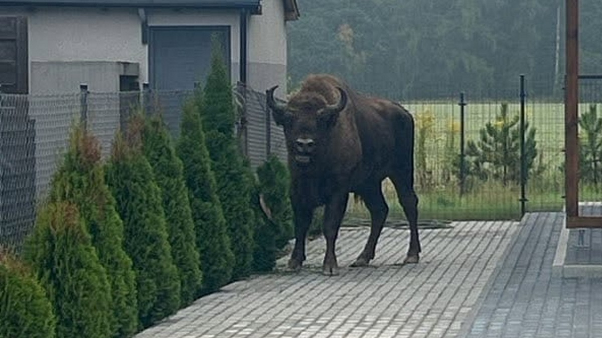 Zdębieli, gdy zajrzeli do ogródka. "Niemożliwe? A jednak!"