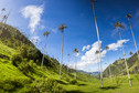 Dolina Cocora, Kolumbia