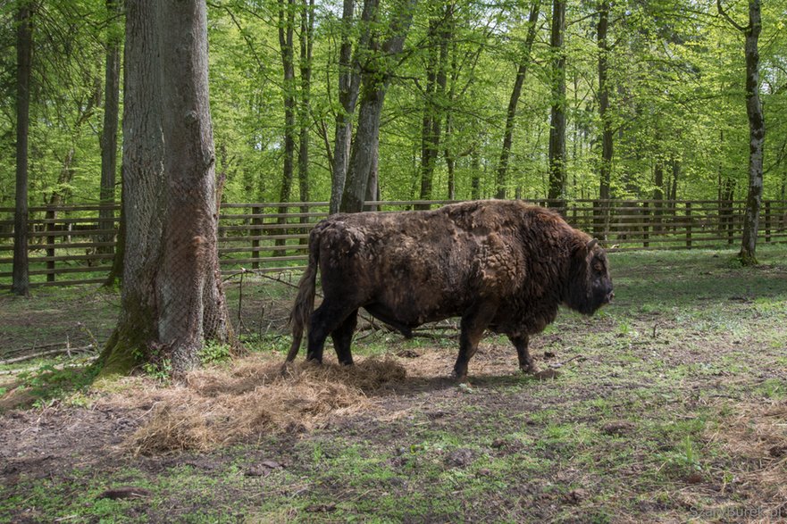 Rezerwat pokazowy żubrów