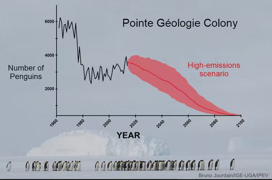 Pingwiny cesarskie czeka wyginięcie, jeśli nie zmieni się polityka klimatyczna, fot. Bruno Jourdain/IGE-UGA/IPEV