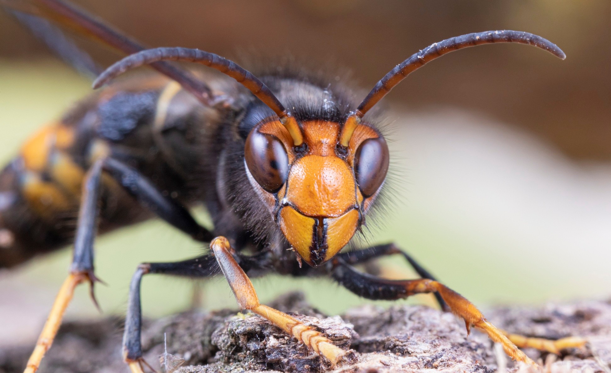 Bodnutie sršňom ázijským je veľmi bolestivé. (ilustračné foto)