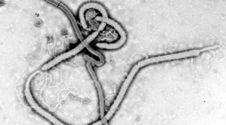 Öt gyerek is elkaphatta az ebolát