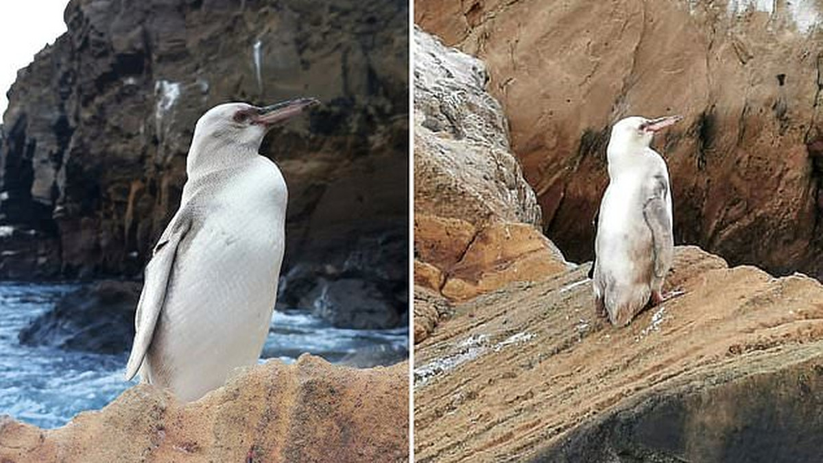 Galapagos. Pingwin biały - pierwszy okaz na wyspach 