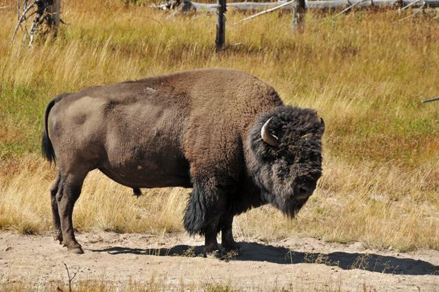 Galeria USA - Park Narodowy Yellowstone, obrazek 16