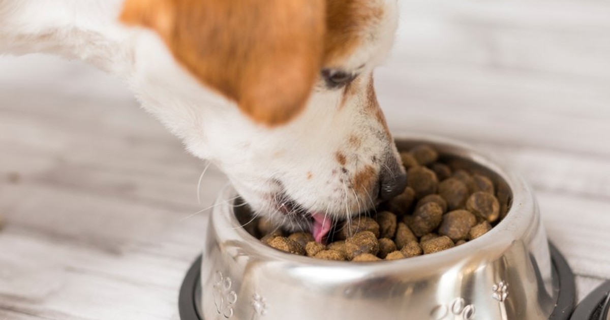 17 things you should know about your pet's food | Business Insider Africa