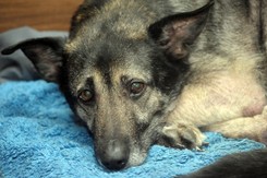 Sołtys z Olsztyna ukarany za zaniedbanie psa. 'Zwierzę zasługuje na coś więcej niż życie na łańcuchu'