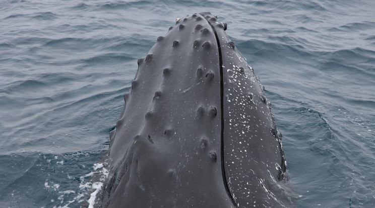 Holtan találták az egyik legritkább bálnafaj egy fiatal példányát Floridában / Fotó: Northfoto