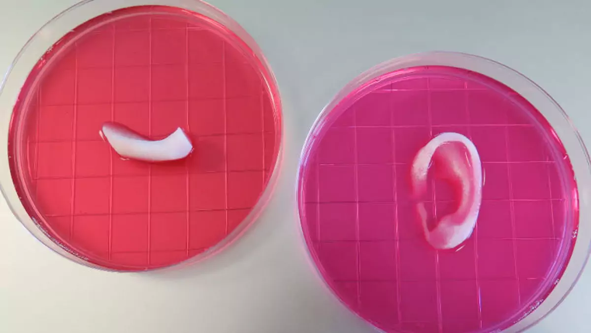 Żywe organy z drukarki 3D