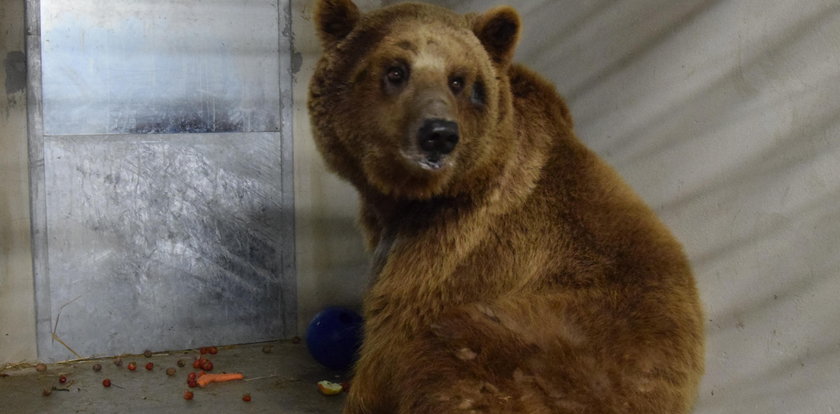 Zoo zamyka taras widokowy niedźwiedziarni