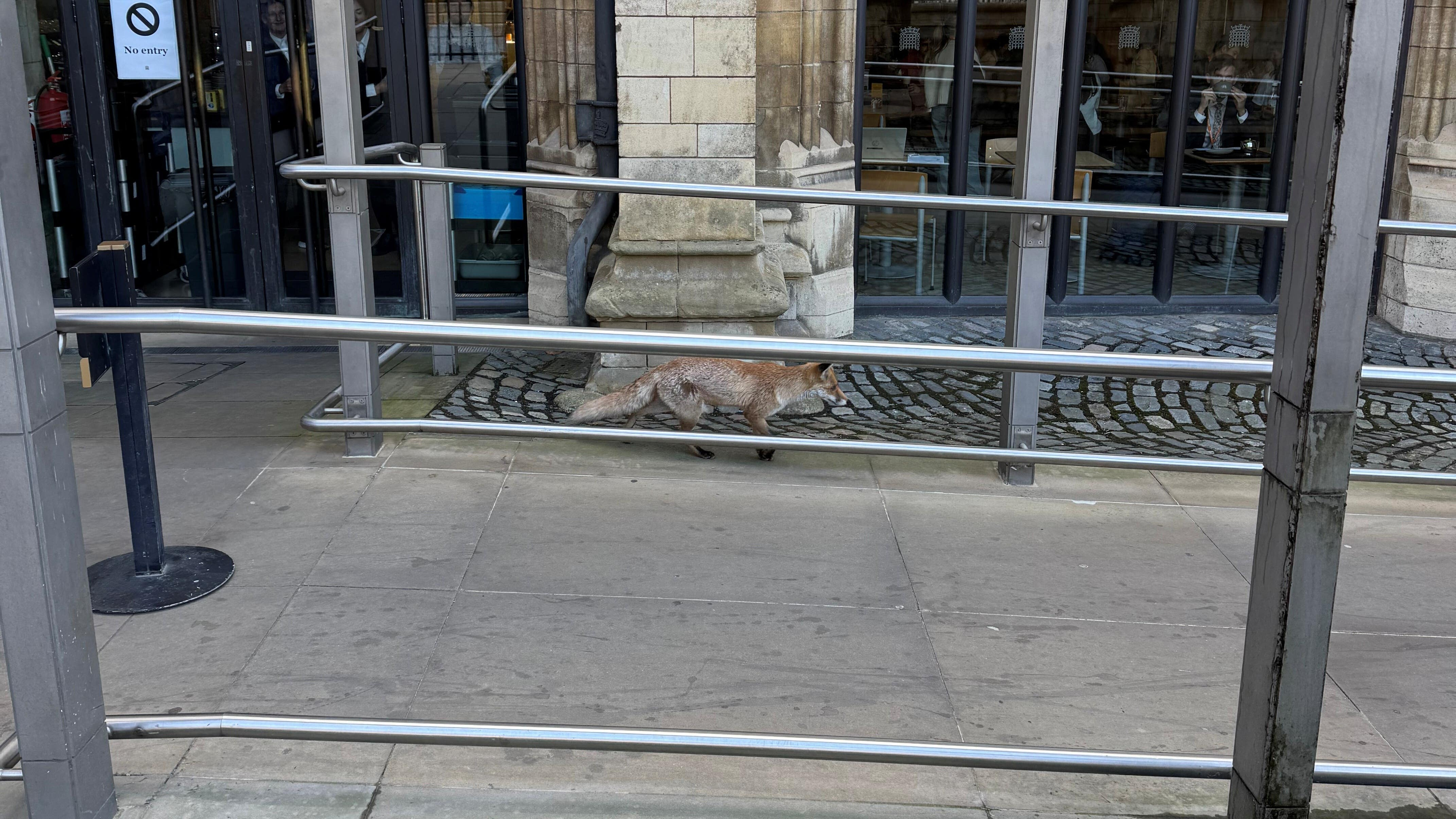 Fox breaches Parliament security, wanders Westminster halls unchallenged
