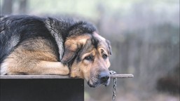 ustawa łańcuchowa, czyli dlaczego prawa zwierząt znowu przegrały [opin