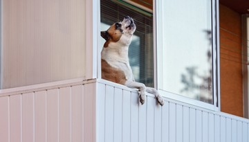 Pies sąsiada nie daje ci żyć? Sprawdź, co możesz zrobić zgodnie z prawem – okazuje się, że masz kilka opcji