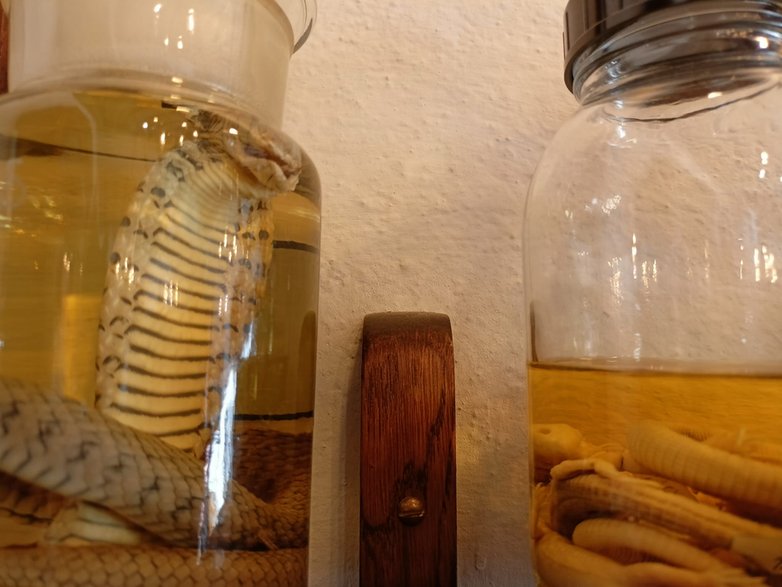 Żmije i węże w roztworze