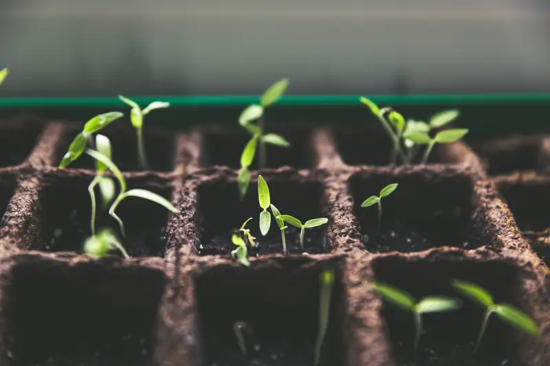 Kalendarz biodynamiczny ogrodnika 2018 / unsplash