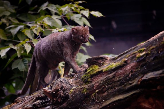 Jaguarundi to nieduży kot zamieszkujący oba kontynenty amerykańskie