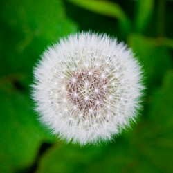 Niemcy wyprodukują opony z… mniszka lekarskiego