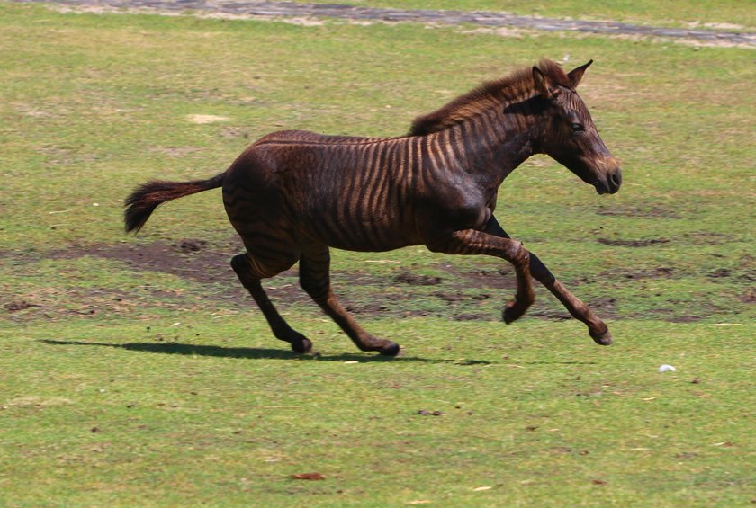 Zebruś to pół koń pół zebra