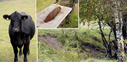 O tej krowie jest głośno! Z pastwiska trzeba było zmykać