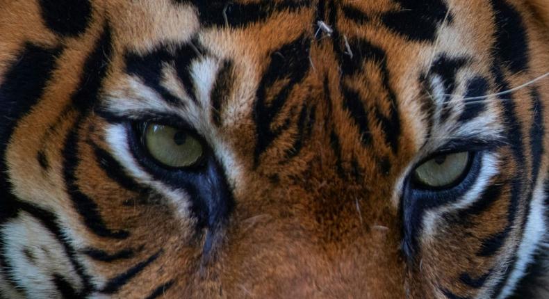 Sumatran tigers are considered critically endangered by protection group the International Union for Conservation of Nature, with fewer than 400 believed to remain in the wild