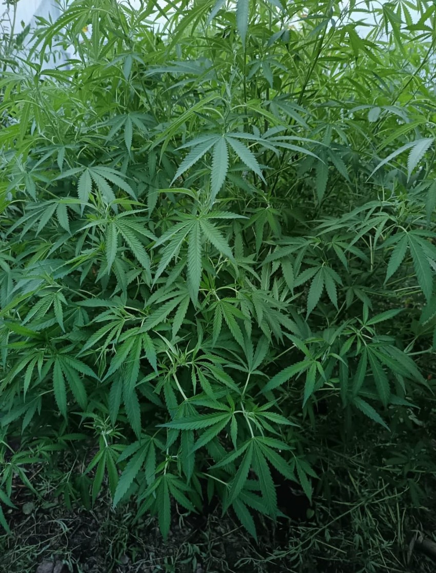 Plantaža marihuane u Nikšiću