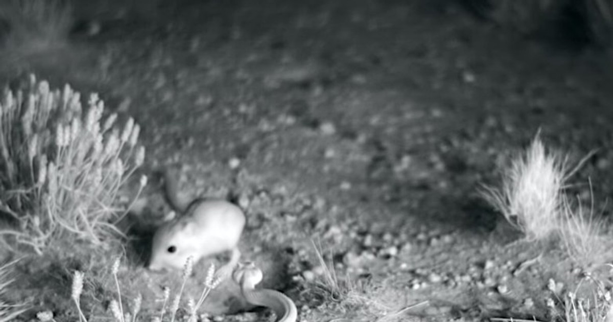 A rat defeated a rattlesnake with a soaring 'ninja-style' kick to the ...