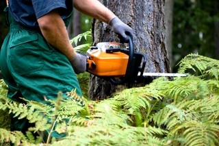Po zmianie prawa Polacy masowo wycinają drzewa. Drwale mają pełne ręce roboty