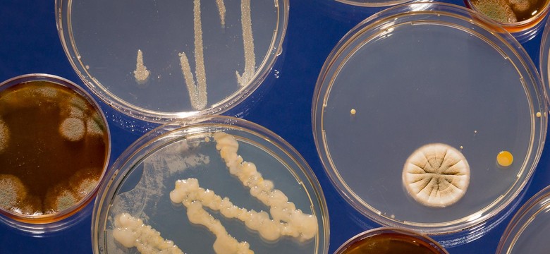 Trwa rewolucja mikrobiologiczna. Czy grzyby mogą uratować nas przed katastrofą klimatyczną?